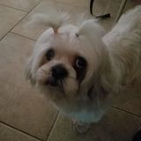 Apache Junction based Pet Enthusiast