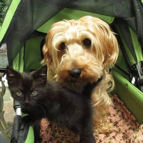 Pet Care Job Robert Gullot's Profile Picture