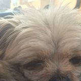 Eperienced pet, plant, and house sitter