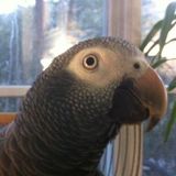 Parrot wrangler and dog cuddles for sitting and longer term assignments in our home. Must be available over Thanksgiving.