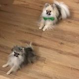 Two young Pomeranians need a home for the weekend 12/16 to 12/18...and beyond?