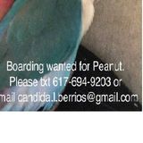 Lovebird Sitter - contact me directly