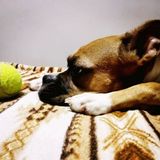 Caring House Sitting Service Provider for Your Home