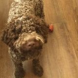 Interviewing Bennington Pet Carer