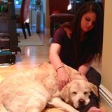 Excellent Pet Care Available Today (Experience: Guide Dogs for The Blind, Dogs W/O Borders)