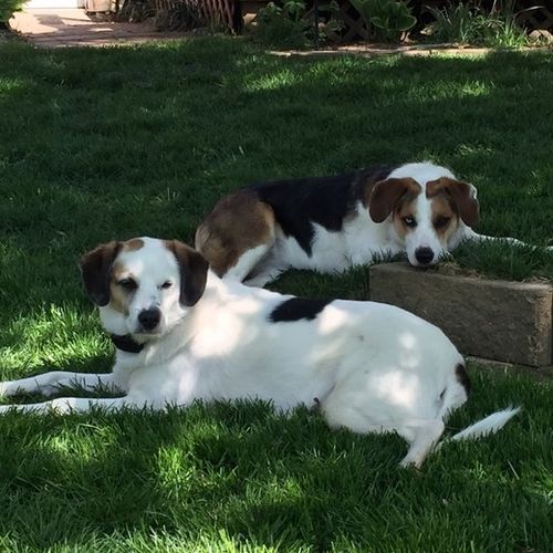 House Sitter Provider Cecilia C's Profile Picture
