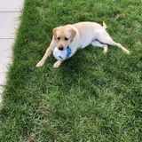 Home sitting available for fur babies