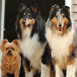 Looking for a live in Dog Sitter while we're away.