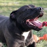 Good Pet Sitting Professional for Hire