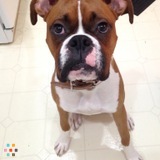 Pet Sitter Available! (Flexible Schedule)