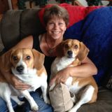Available: Talented Pet Trainer in Zephyrhills, Florida