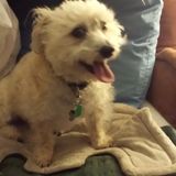 Wanted: Someone who can walk a small dog in Portage Wisconsin.