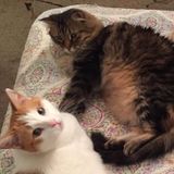Cat and fish sitter needed over thanksgiving