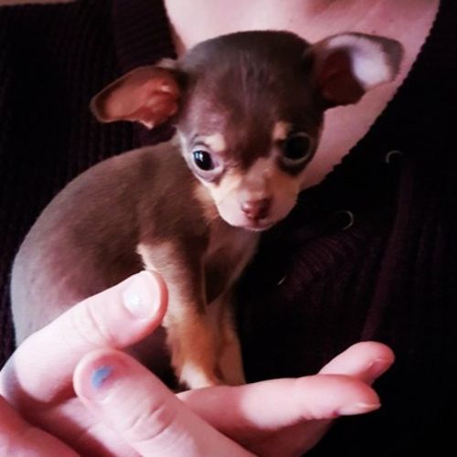 Pet Care Provider Briana G's Profile Picture
