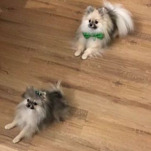 Pet Care Job Evan P's Profile Picture