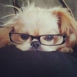 Loving dog sitter/walker