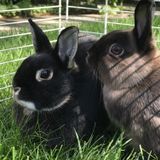 Small Pet sitter
