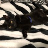Great Pet Trainer in Lehigh Acres, Florida