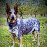 Ripon Pet Sitter Seeking Being Hired