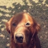 Spring Dog Trainer Interviewing For Being Hired in Texas