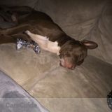 Excellent pet care
