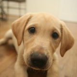 A tired dog is a good dog - TH. I can help with that, been doing it for years.