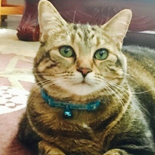 Pet Care Job Crystal F's Profile Picture