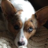 Weekday dog walker needed for two Corgi's.