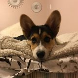 My name is Hanna and I'm offering dog walking, and pet sitting services.