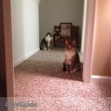 Reliable and trustworthy pet sitter looks forward to care for your pets