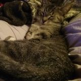 Pack leader and Cat herder