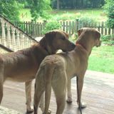 2 Sweet Labs Seeking Caring, Yet Disciplined Walk And Possible Overnight / Housekeeping A Bonus!