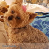 Need sitter for 12 yr. Old Yorkie