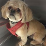 For Hire: Hardworking Pet Supervisor/ pet groomer in Rutherford, New Jersey