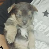 Interviewing For Petsitter Jobs