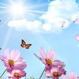 Caregiver wanted for Oakville & Mississauga area