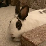 Caring and Responsible Pet Sitter Available!