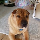 For Hire: Wonderful Petsitter in Carrollwood and the surrounding area