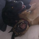 Available: Hard Working Pet Sitting Professional in Cornelius, North Carolina