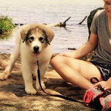 Friendly House and Pet Sitter Seeking Work in South Carolina