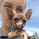 For Hire: Reliable and Caring Petsitter in Chicago
