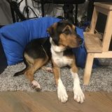 Looking for Experienced Dog Walking in Bed-Stuy