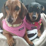 I come to your Home and do in home Pet Sitting and House Sitting