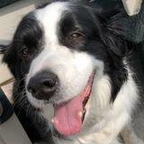 Seasoned Dog Sitting Professional in Erin