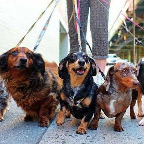 Pet Care Job Premier Dog Walking Company Hiring Happy, Enthusiastic Dog Walkers D's Profile Picture